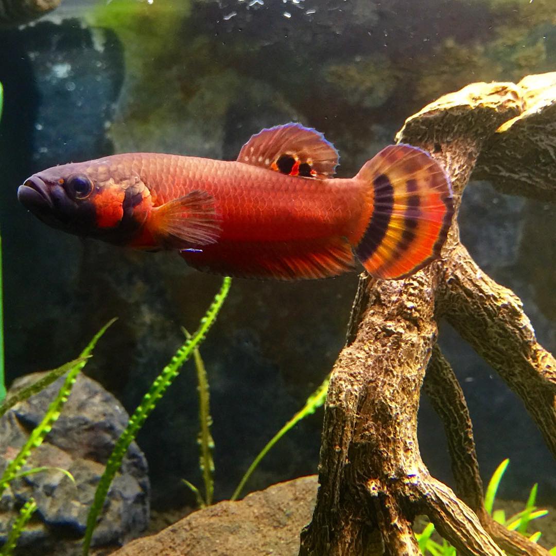 巨型泰国斗鱼和普通泰国斗鱼,泰国斗鱼哪个品种打架厉害