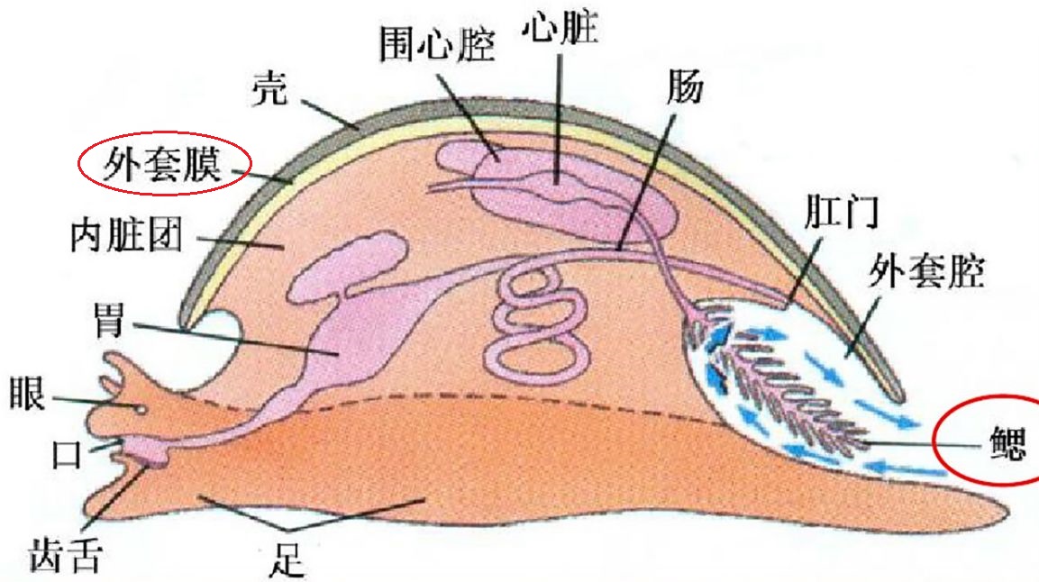 动物界顶级“房奴”，蜗牛从出生就要为了外壳努力，不惜得罪人类