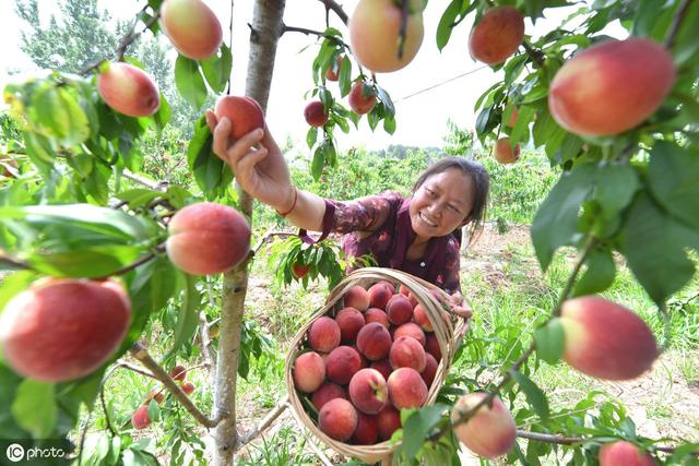 桃树流胶严重导致树死,桃树树干流胶病的治疗方法