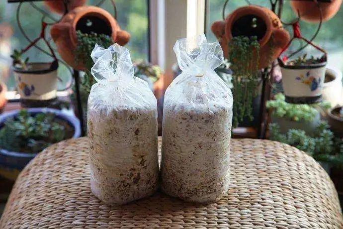 采蘑菇的小姑娘教程版,采蘑菇的小姑娘教学视频完整版