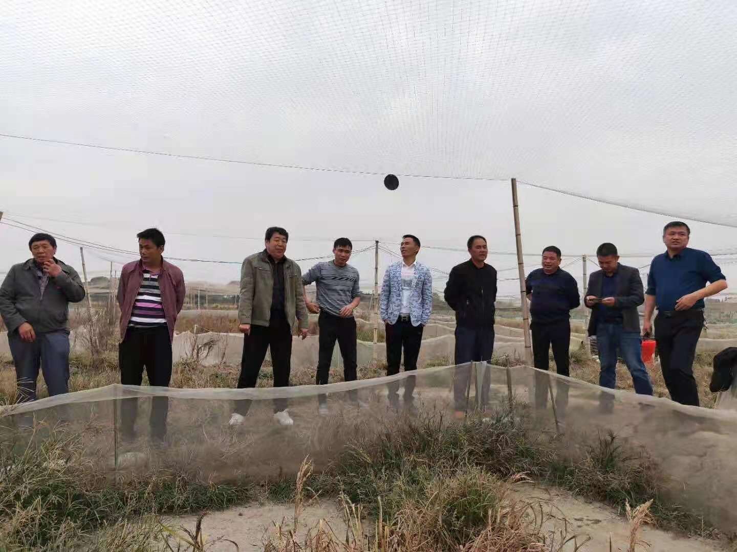 稻田养殖蟾蜍,稻田生态养殖青蛙技术