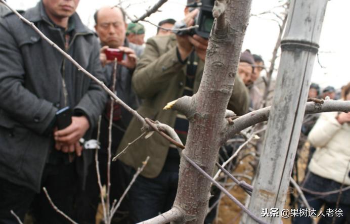 果树整形修剪技术,苹果树整形修剪基础知识