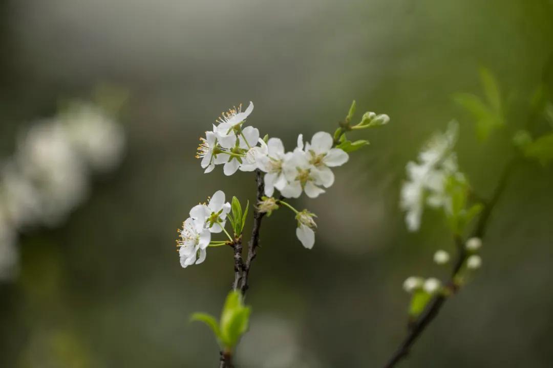 松下有哪些全幅变焦镜头,松下70-200f2.8