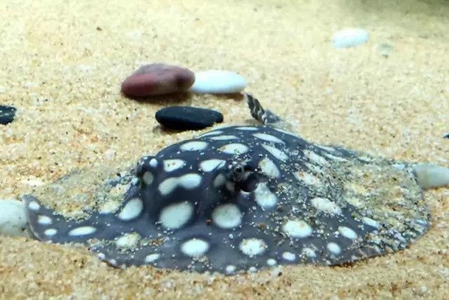 魟鱼拒食的调理,魟鱼呼吸急促拒食怎么治疗