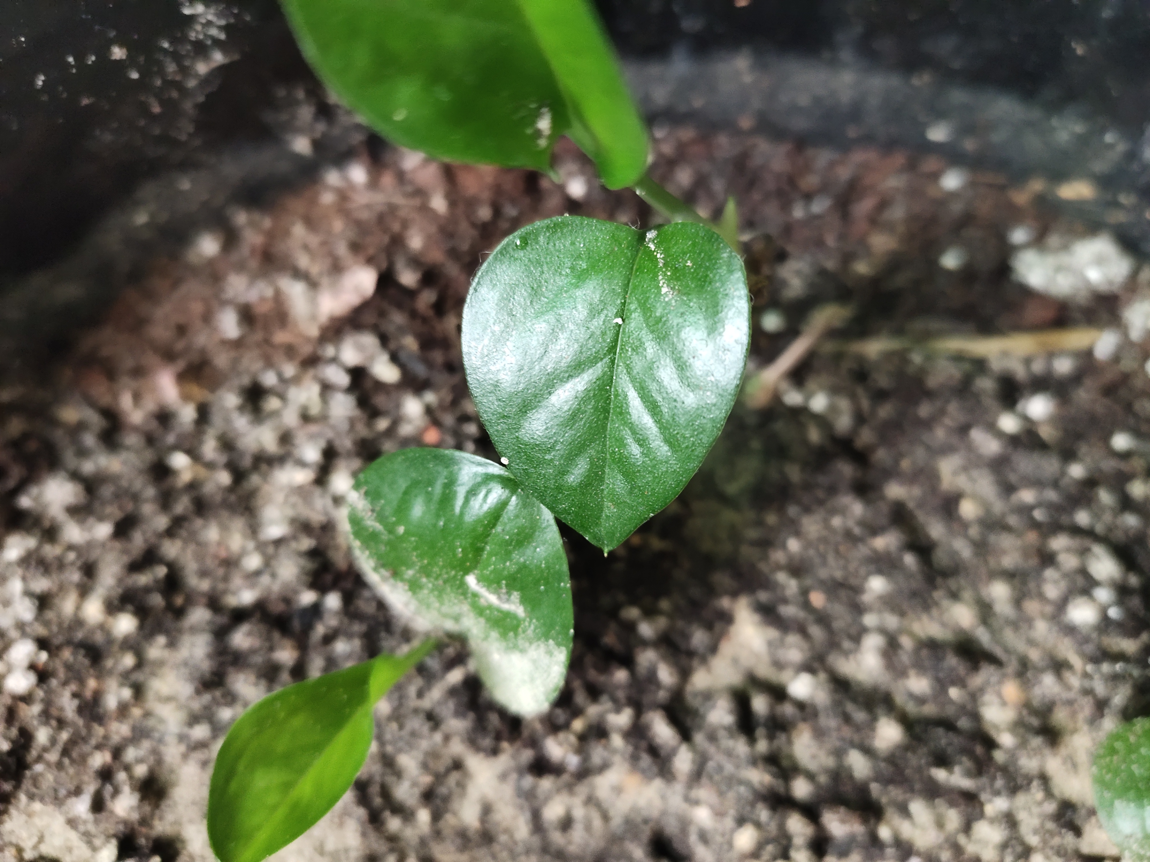 绿萝已经枯死了怎么救活,绿萝要死掉了怎么救小妙招