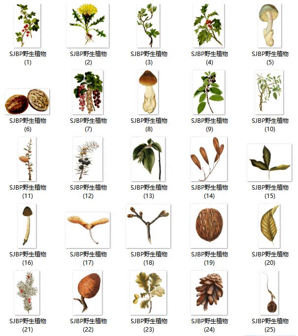 乡村蔬菜大棚的设计,蔬菜精美设计图片