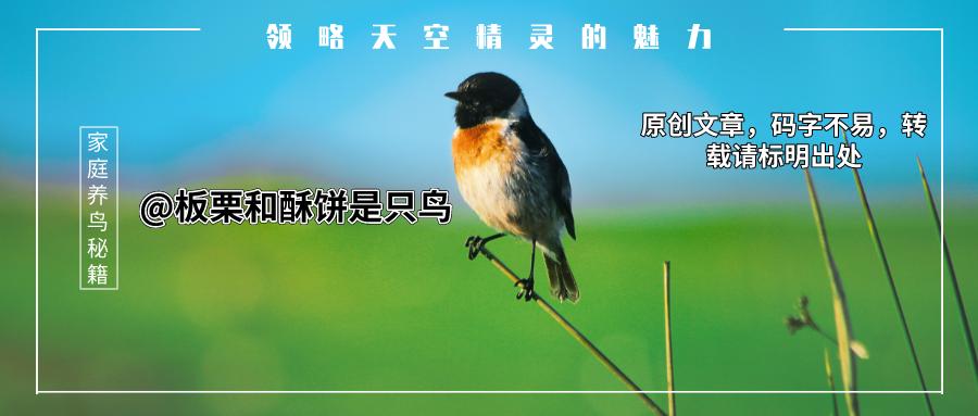养鸟人10年后的感受,浅谈养鸟的生理与心理的护理