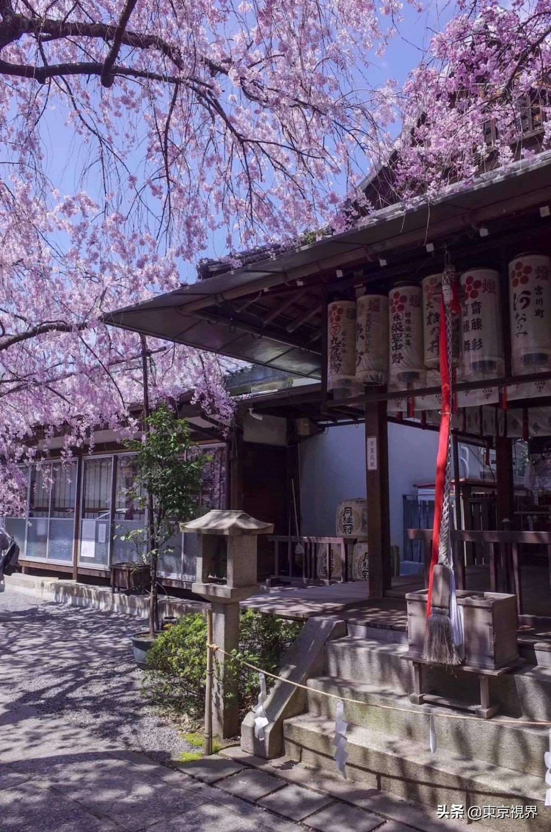 我在京都，攒下一整个春日的绝美樱色送给你。