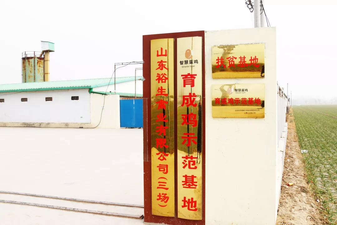 助力村民养鸡致富,山东裕生禽业有限公司