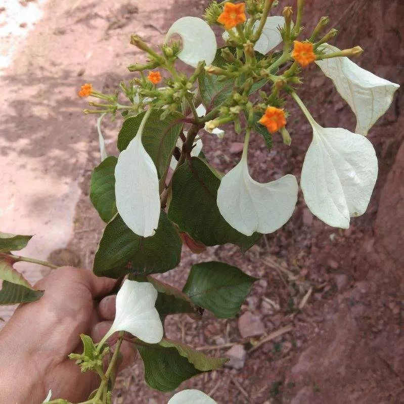 绿植长出白斑点,长叶片有白色条纹的绿植