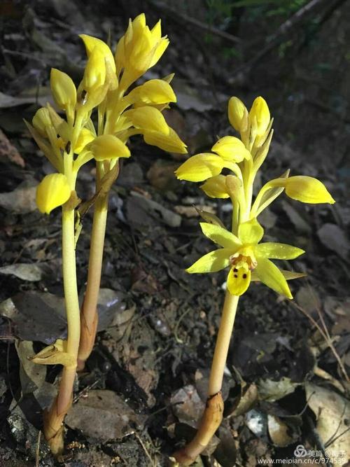 世界上最贵的兰花鬼兰图片,鬼兰最贵兰花