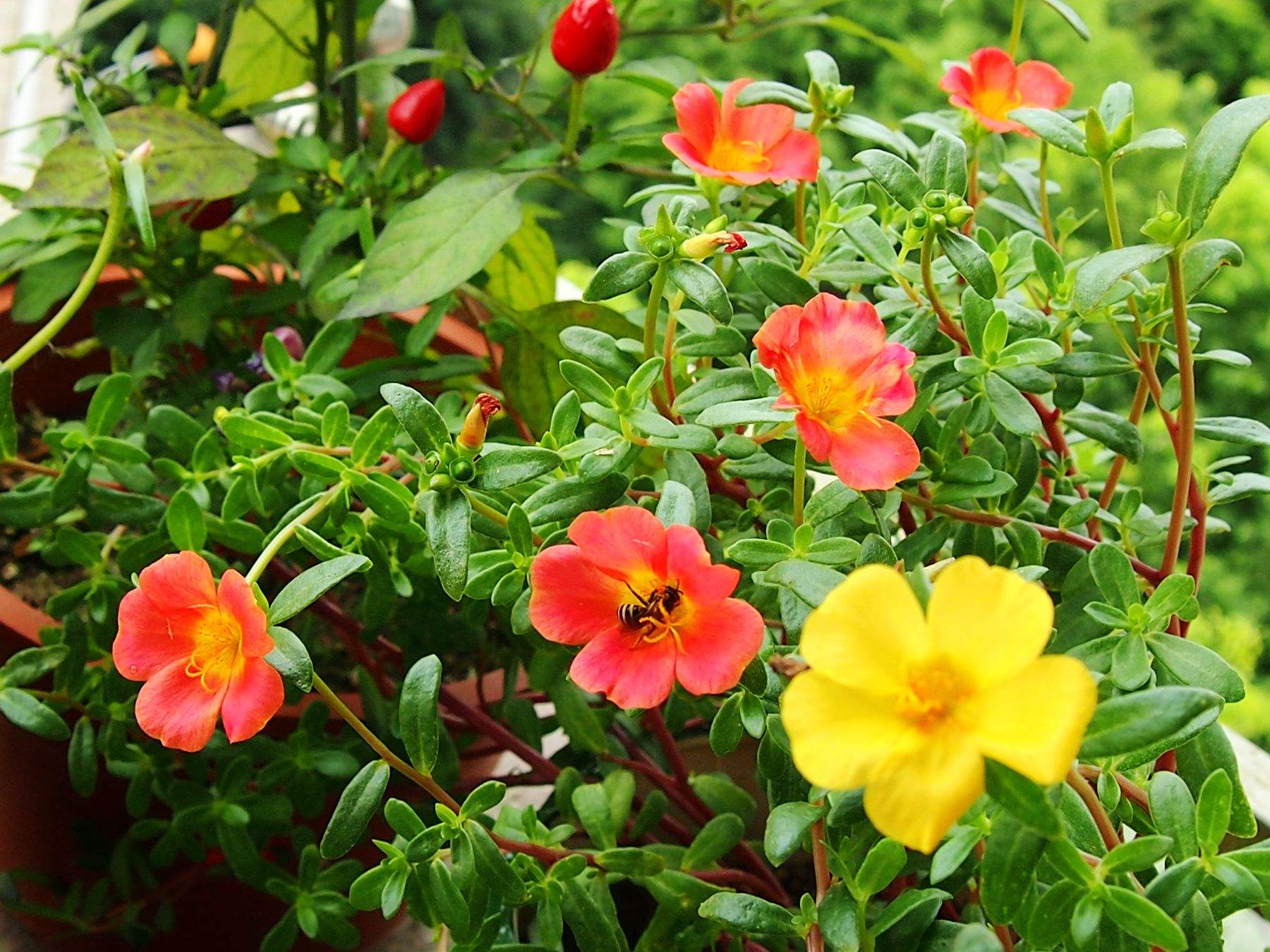 绿萝都养不活还能养什么花,好养活的懒人花绿萝