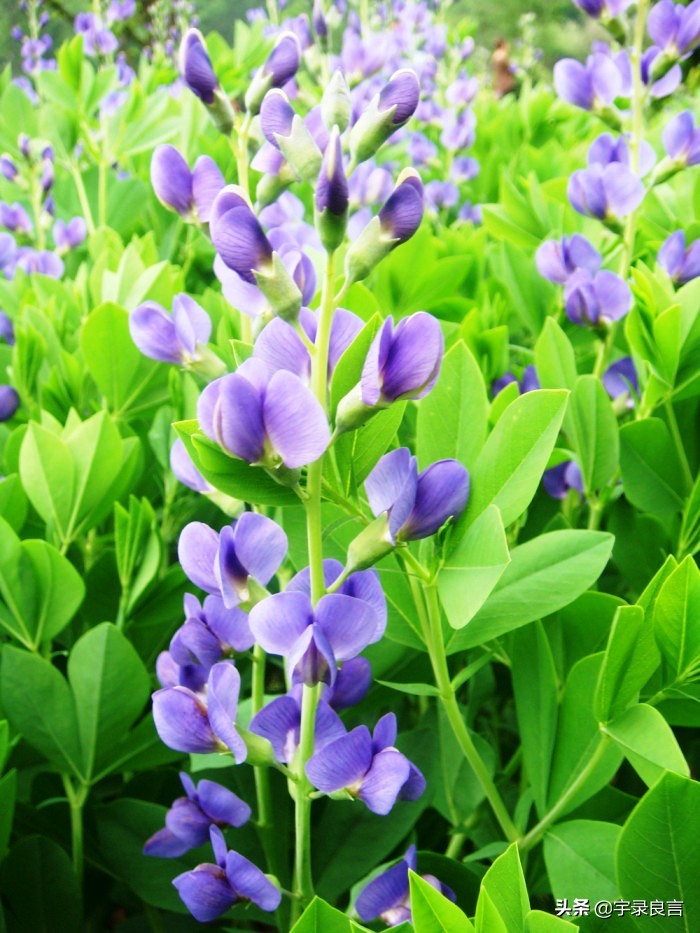 很有深意的句子，有些东西，并不是越浓越好，要恰到好处