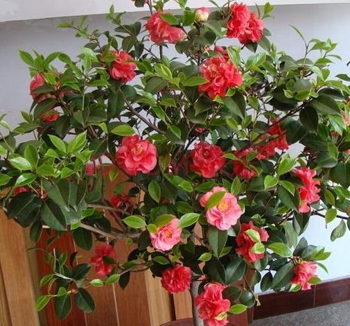 植物修剪的方法和技术要点,长寿花怎么修剪株型好看图片