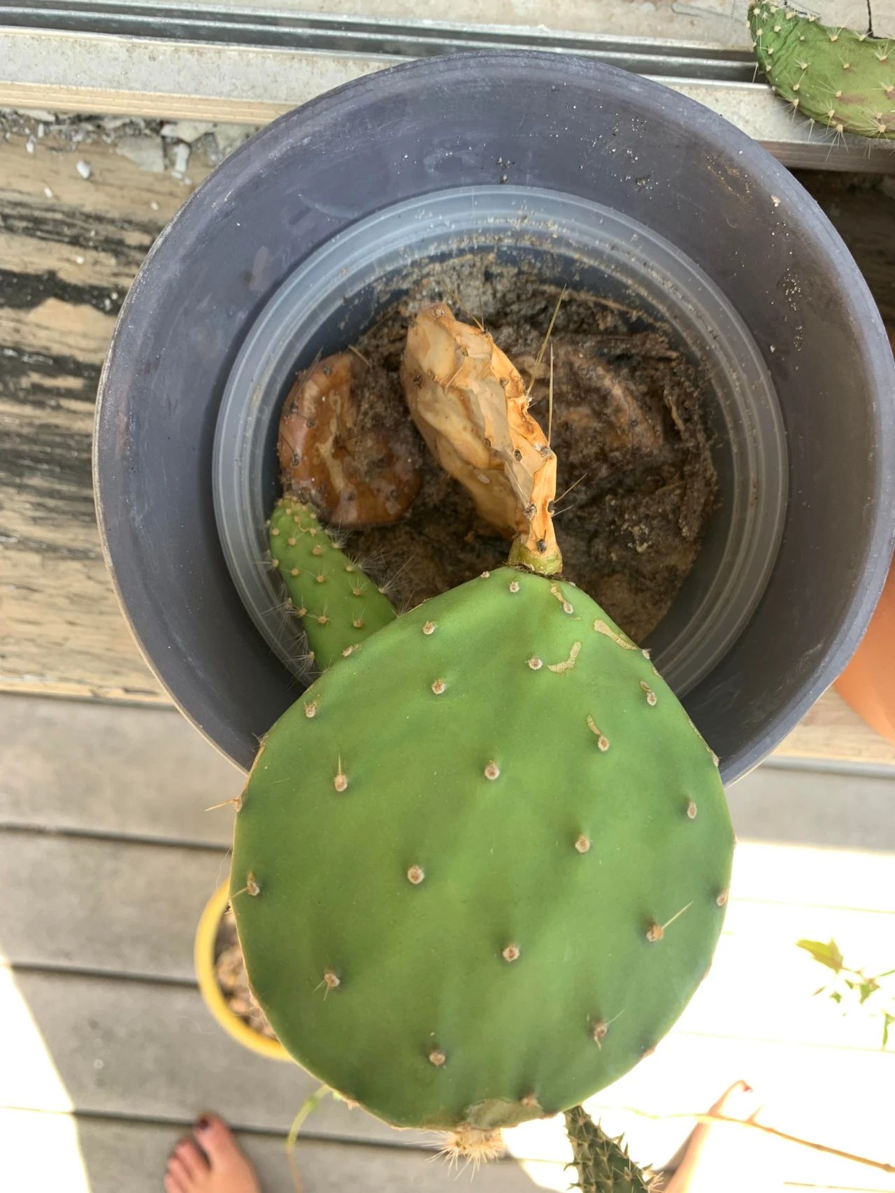 仙人掌的根烂了怎么补救视频,仙人掌类茎腐病的病原有哪些