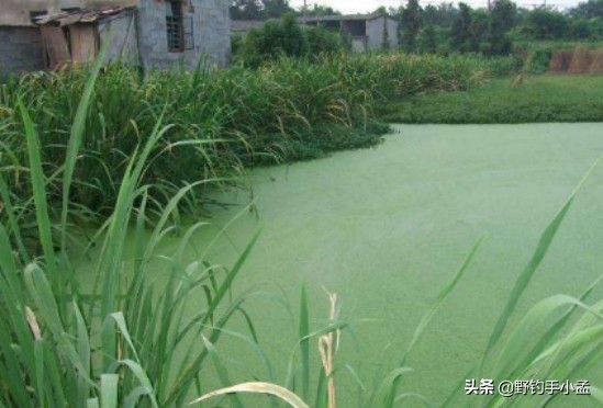 野河路亚钓黑鱼绝密技巧,藕塘路亚黑鱼的钓法和技术