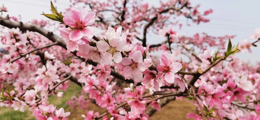 济南3月免费赏花攻略,花都开了济南周边赏花攻略收好