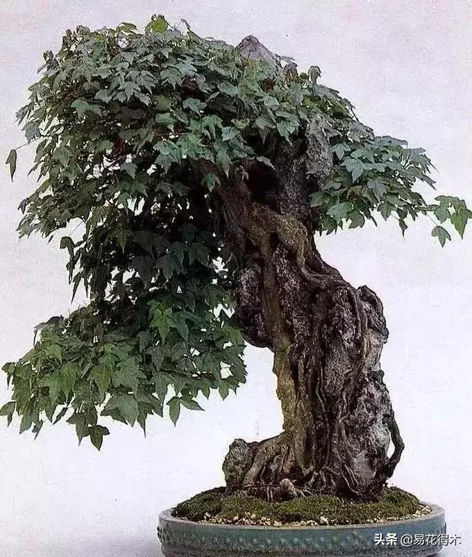 日本红枫和中国红枫有什么区别,日本红枫和中国红枫盆景的区别