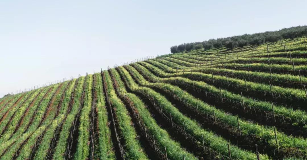 2021贺兰山东麓葡萄酒酒庄分级,西班牙葡萄酒分级体系和标准