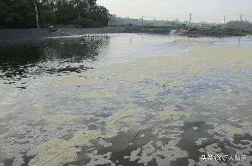 养殖塘水面泡沫怎么处理掉,养殖过程中池塘淤泥处理办法