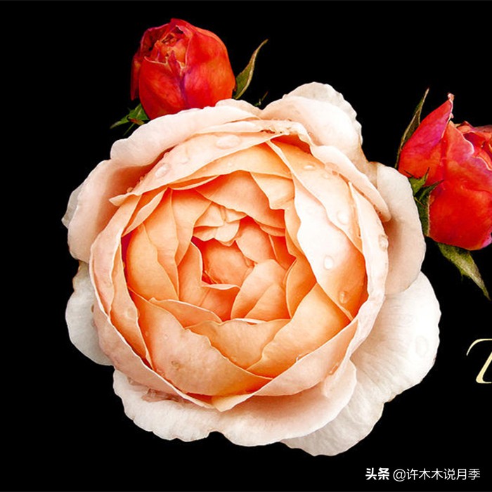 网购月季应该怎么种植?月季移栽后出现黄叶、枯萎是什么原因呢?