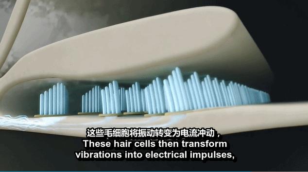 猫外耳炎的图片,正常猫耳朵背面是什么样子