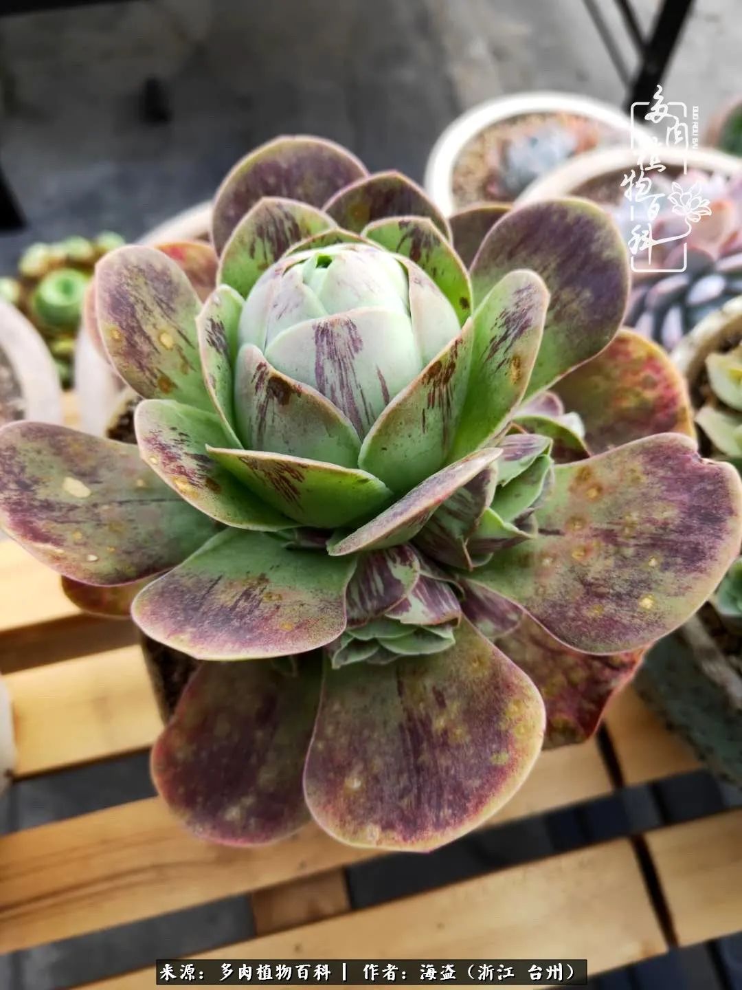 独爱玫瑰与法师！解密金老板和他的屋顶御花园