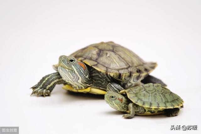 红耳巴西龟怎么养最简单的,养巴西龟的正确方法图解