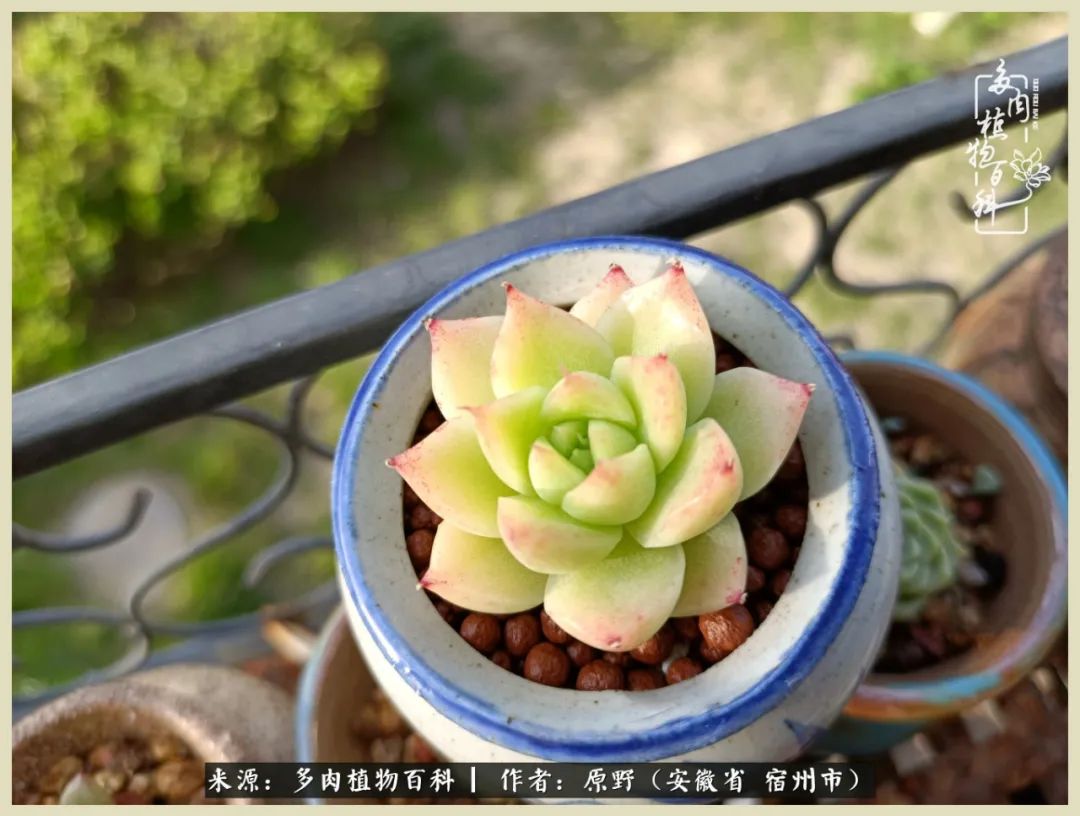 梅雨袭，酷暑至，多肉进入历劫季