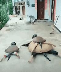 “我是塞翁，认识你这头千里马很高兴”哈哈哈，这届直男太逗了