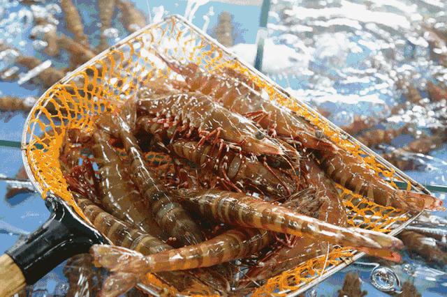 广州十大最好的海鲜餐厅,广州附近海鲜最便宜的地方