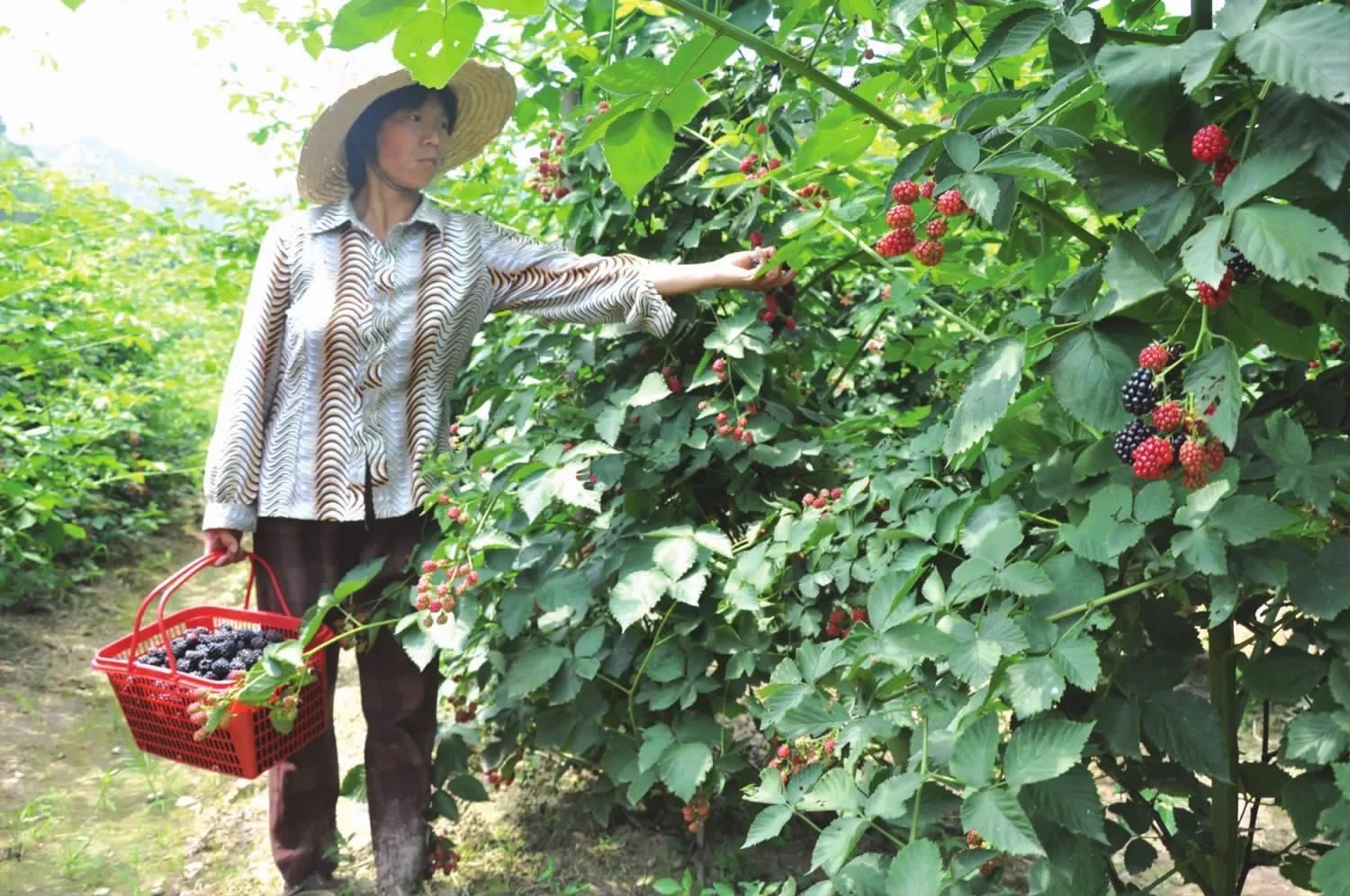 树莓物以稀为贵冷门水果系列,树莓哪个品种好吃又甜