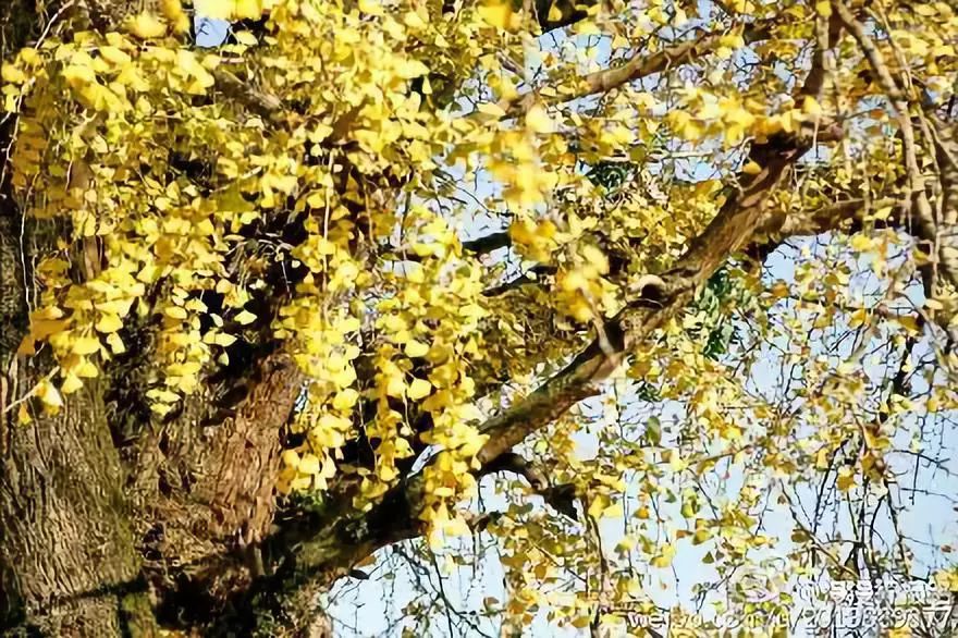 温州银杏哪里最美,温州秋冬的银杏树确实美