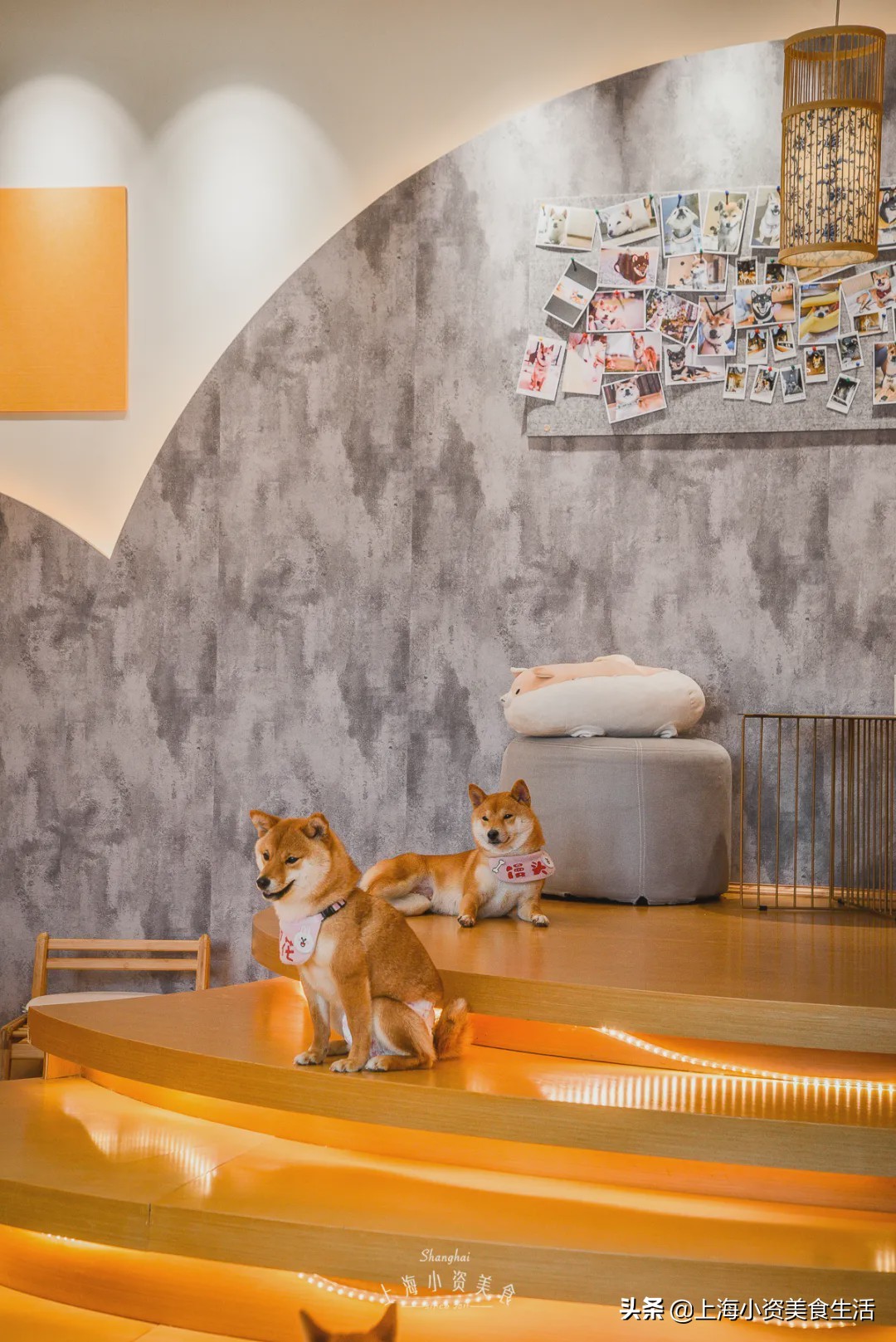 豆柴犬幼犬直播,豆柴是一只非常可爱的小狗