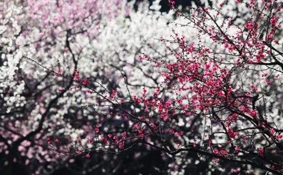 庭院常见的吉祥树,一