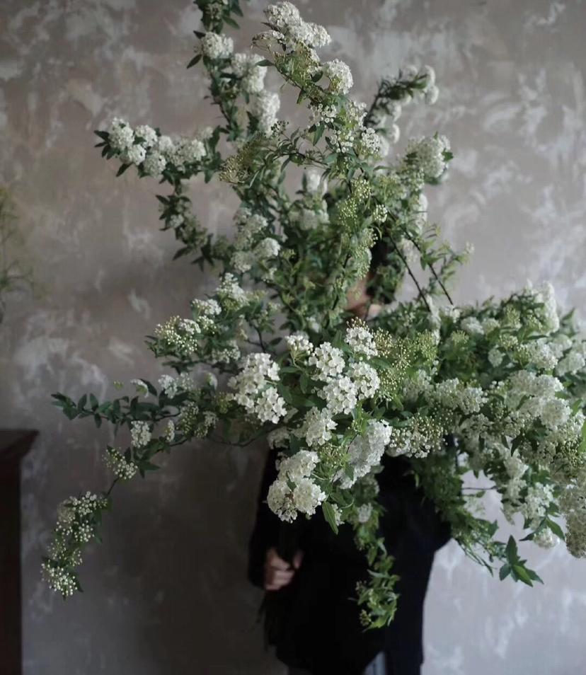 植库‖浪漫清新的小手球,为你带来氧气小森林