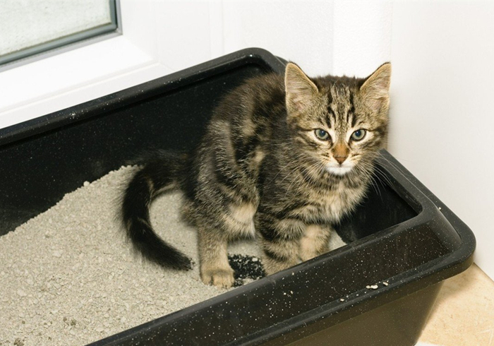 明明驱虫了但为什么还有蜱虫,猫咪得了毛滴虫主人要怎么防