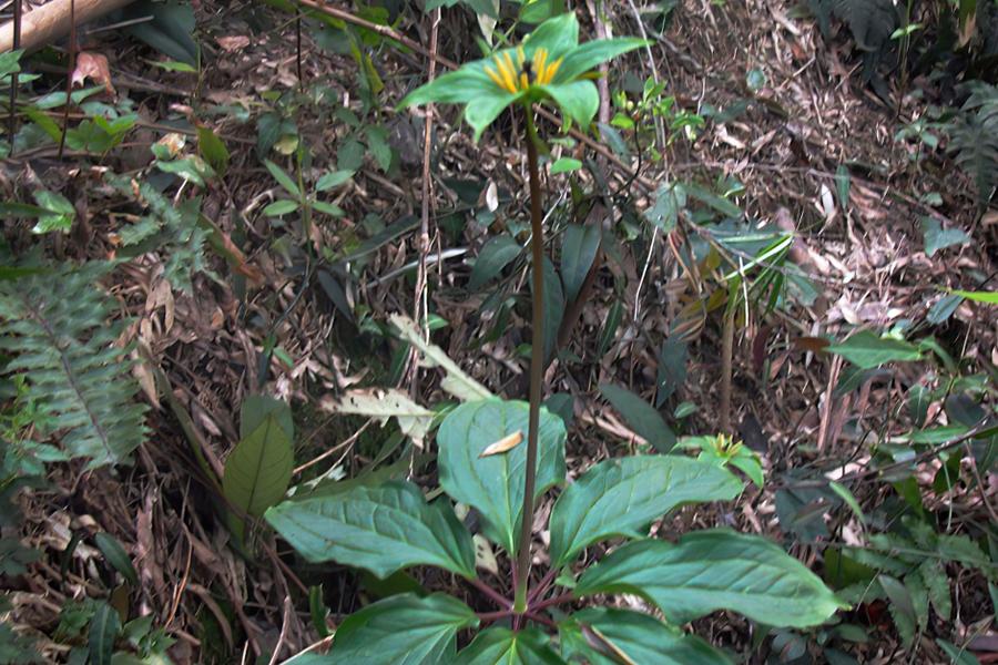 什么东西治蛇最有效,哪种草药治蛇的毒