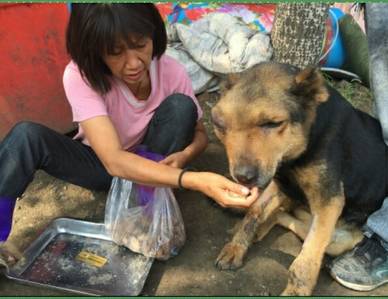 急需救助流浪狗,大量可怜的流浪狗