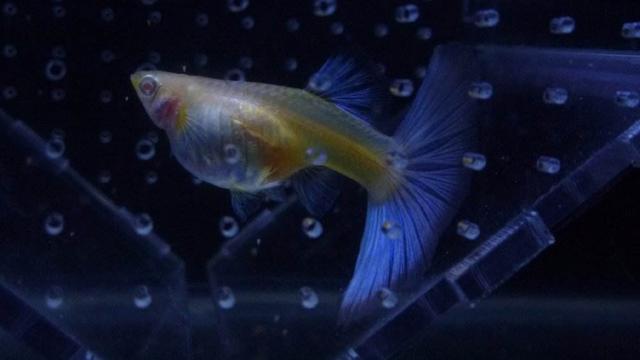 孔雀鱼生完小鱼后要换新水吗,孔雀鱼生完小鱼需要分开吗