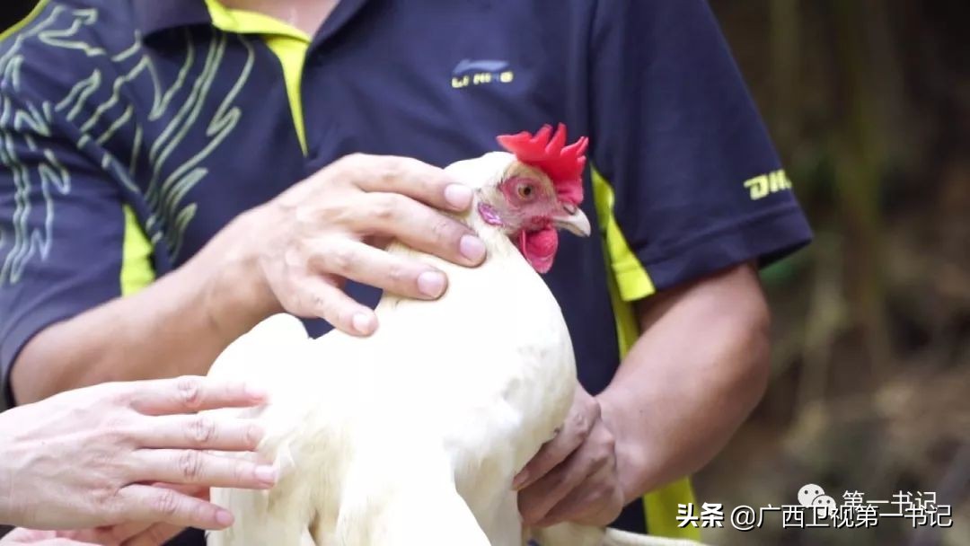 “仙草林”有什么致富宝？“罗曼粉”还可以下“金蛋.......