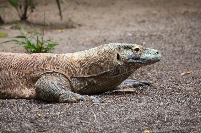 科莫多巨蜥对比平头哥,科莫多巨蜥平头哥二哥
