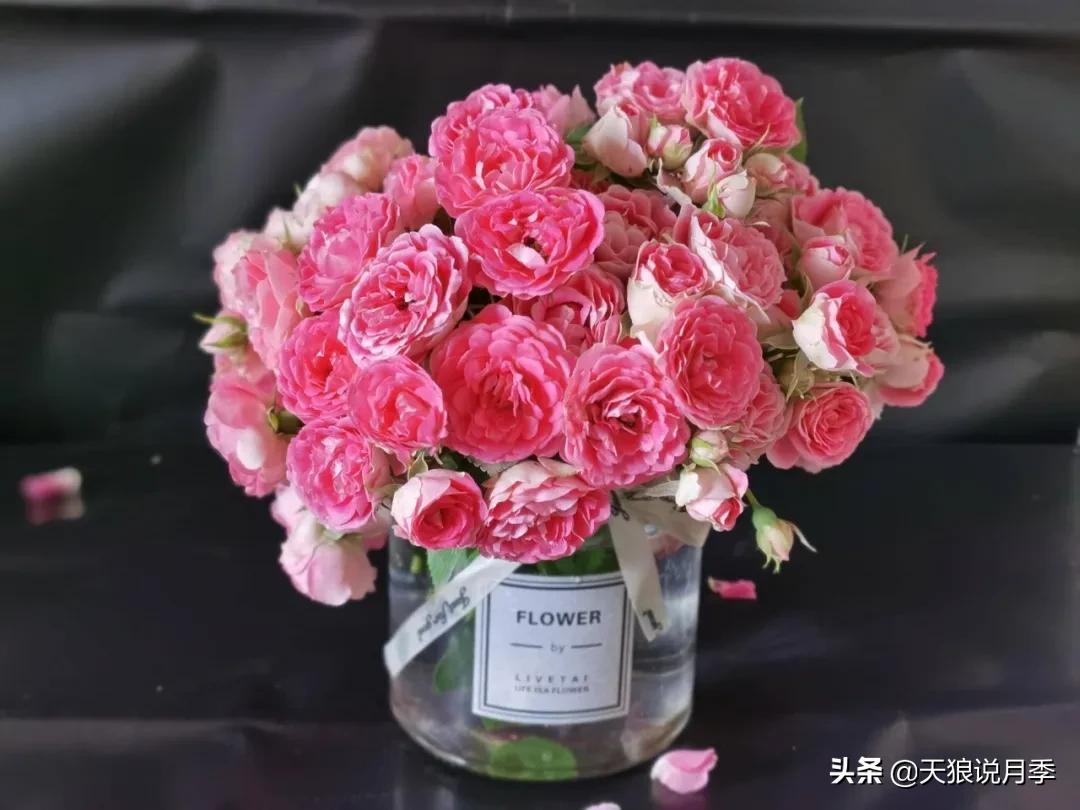 圆滚滚的绣球，瀑布般的花墙，这届花友也太会种花了吧