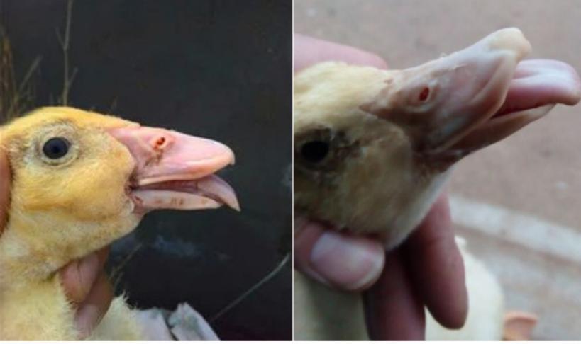 肉鸭大舌病症状,肉鸭大舌病是什么原因引起的