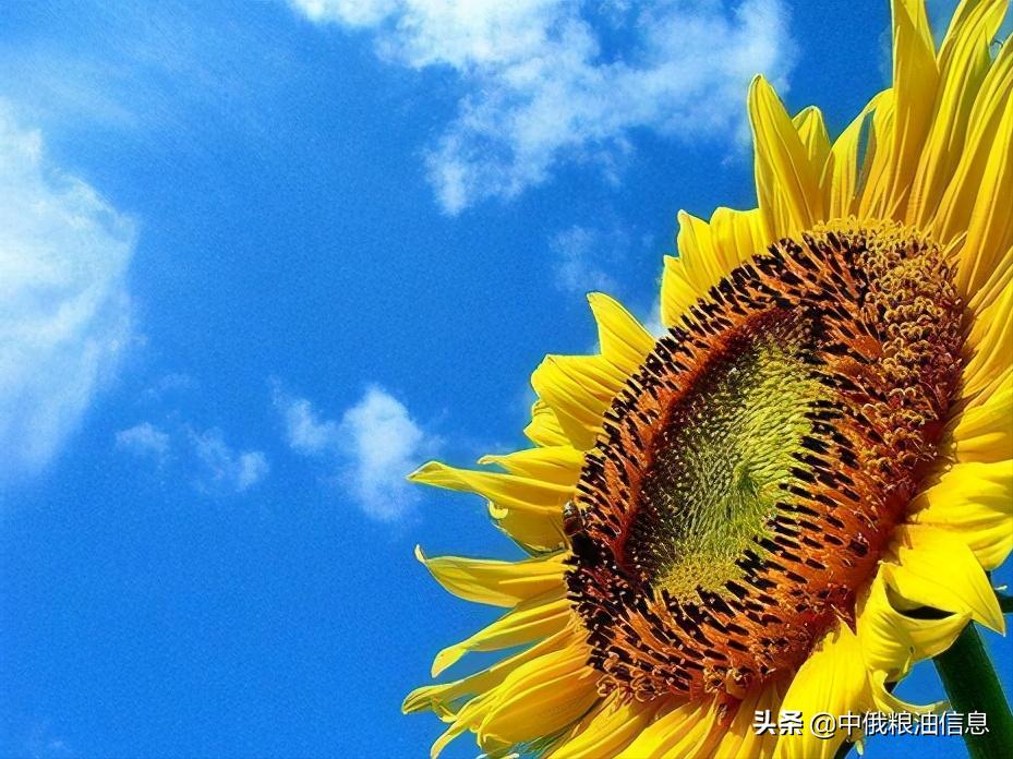 俄罗斯顿河葵花籽油,葵花籽油菜籽油俄罗斯