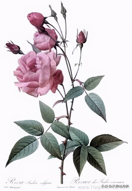 天狼月季申请品种保护吗,天狼育种在国际上是什么水平