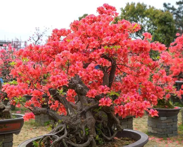 泣血杜鹃,泣血杜鹃歌曲