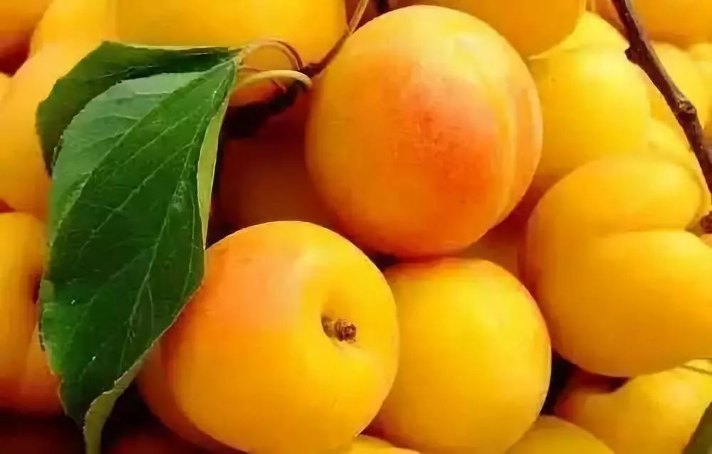 全国各地最全特产,全新疆特产