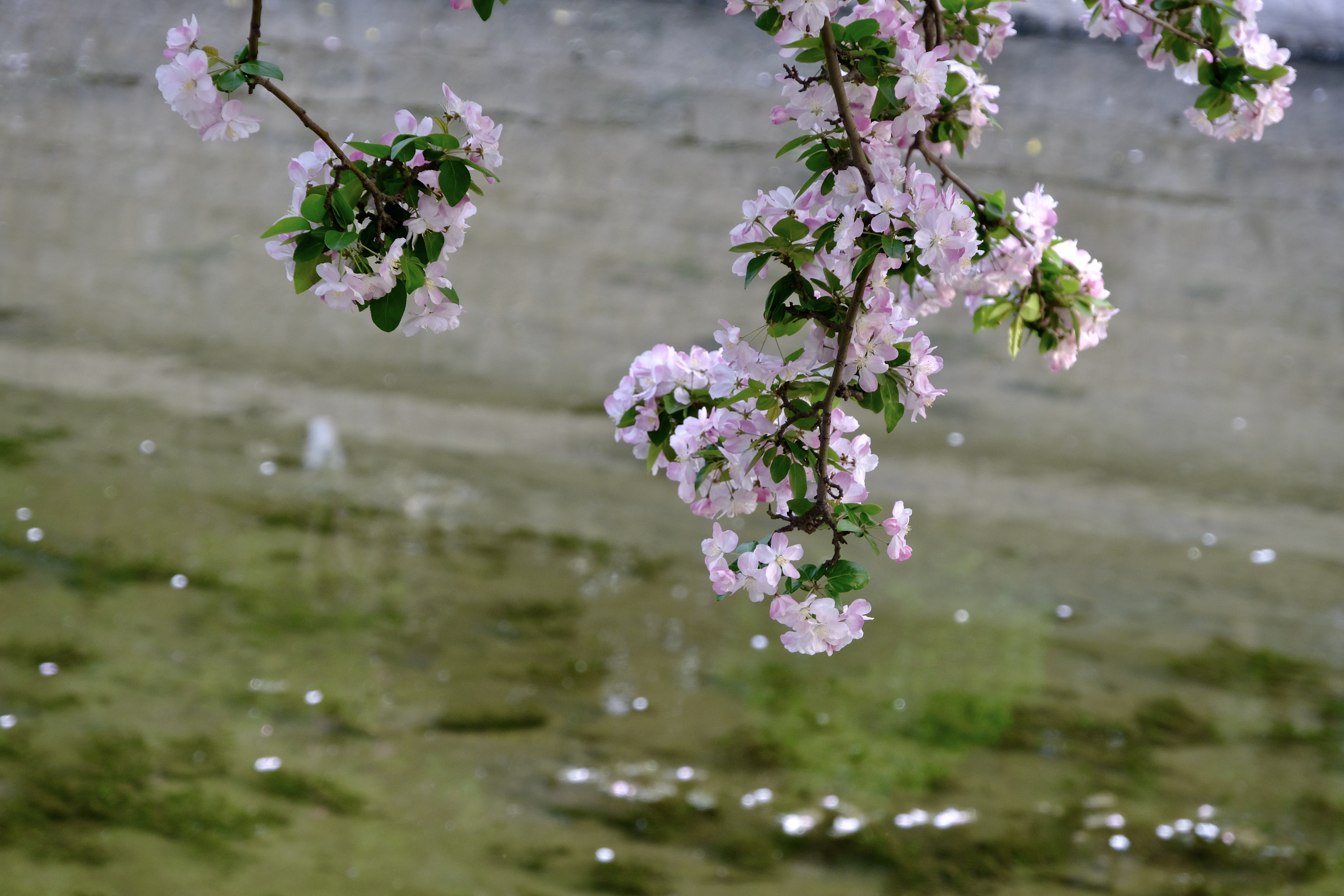 开往地铁上的春天,开往春天的地铁邂逅京城的花开