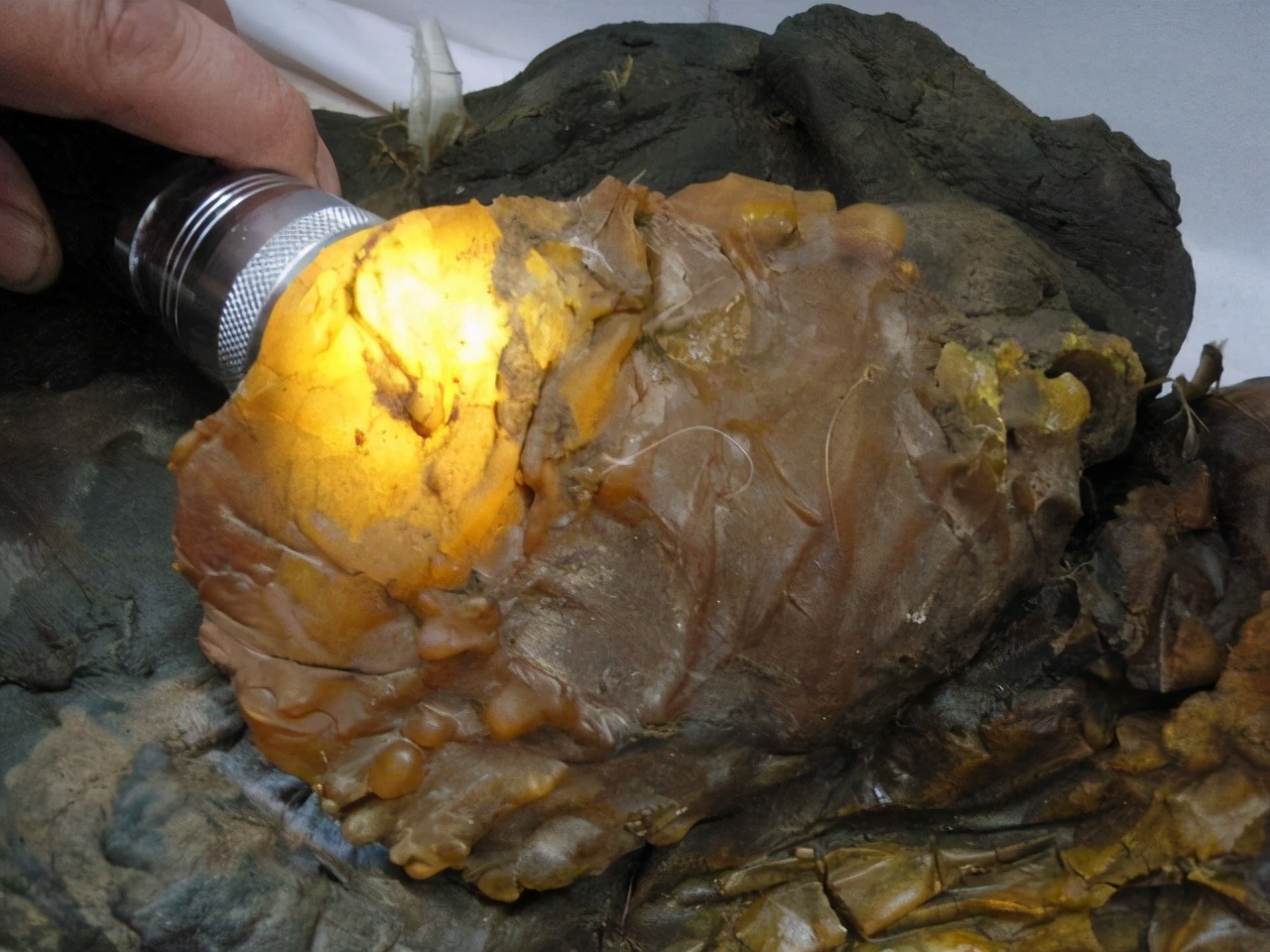 太岁是什么生物为什么很值钱,太岁是什么东西动物还是植物